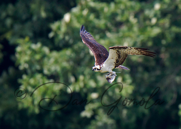 Osprey