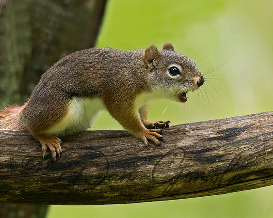 Red Squirrel