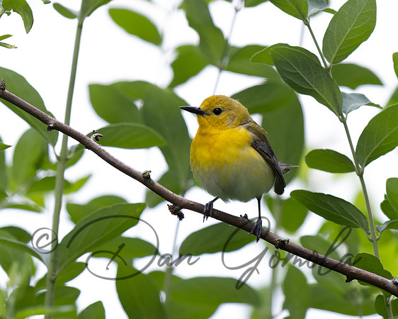 Prothonotary Warbler
