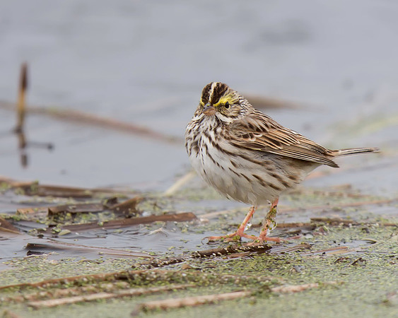 Savannah Sparrow
