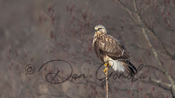 Rough-legged Hawk