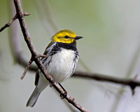 Black-throated Green Warbler