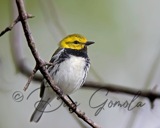 Black-throated Green Warbler