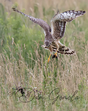 Northern Harrier