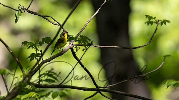 Kentucky Warbler