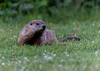 Ground Hog