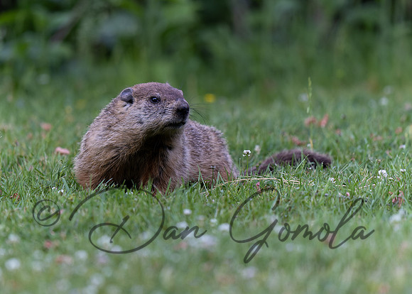 Ground Hog