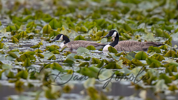 Canada Goose