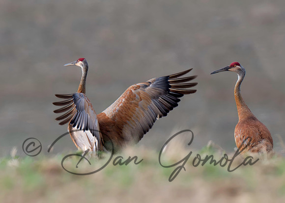 Sandhill Crane