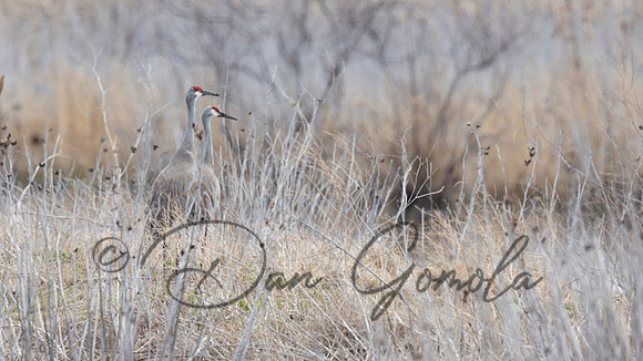 Sandhill Crane