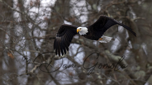 Bald Eagle