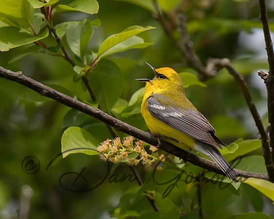 Blue-winged Warbler