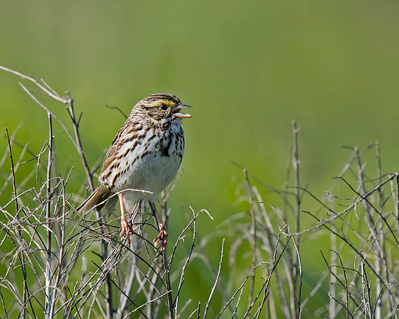 Savannah Sparrow