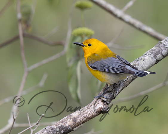 Prothonotary Warbler