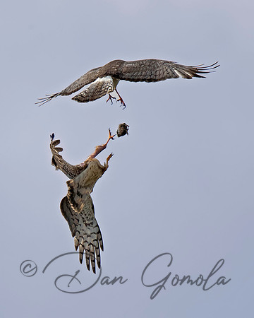 Northern Harrier