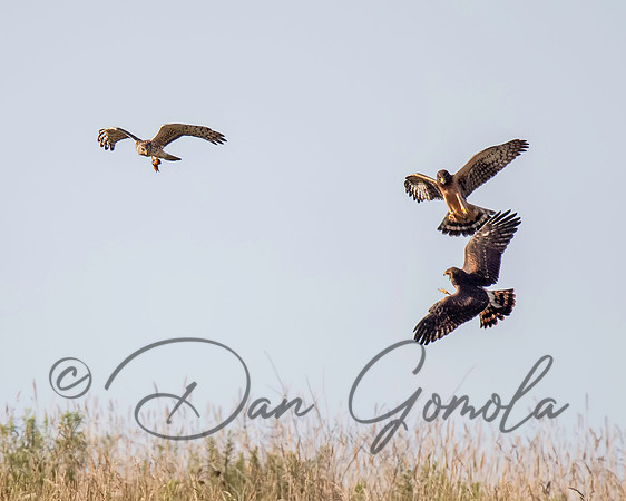 Northern Harrier