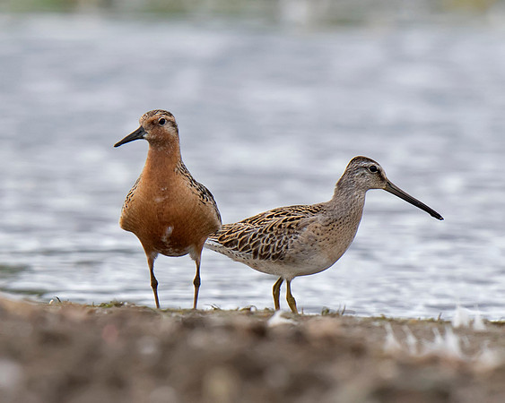 Red Knot and Short-billed Dowitcher