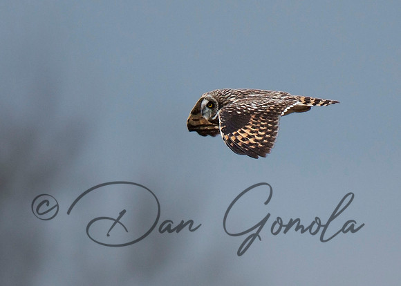 Short-eared Owl