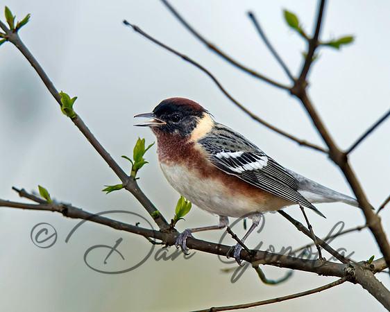 Bay-breasted Warbler