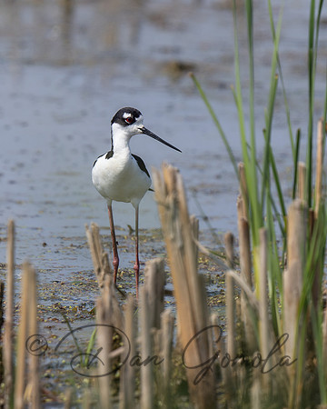 Black-necked Stilt