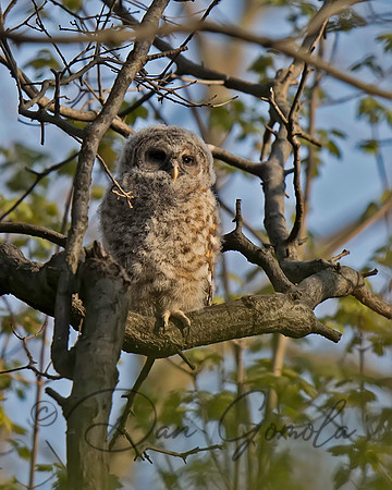 Barred Owl