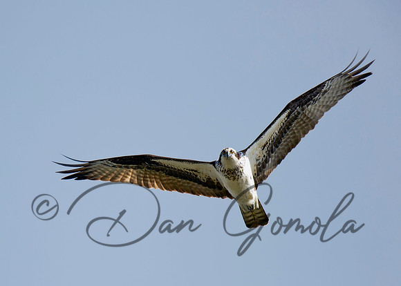 Osprey