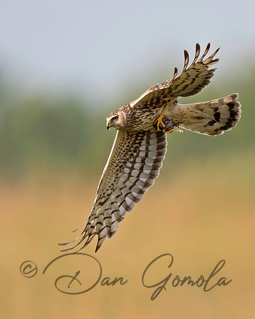 Northern Harrier