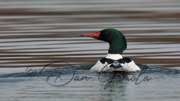 Common Merganser