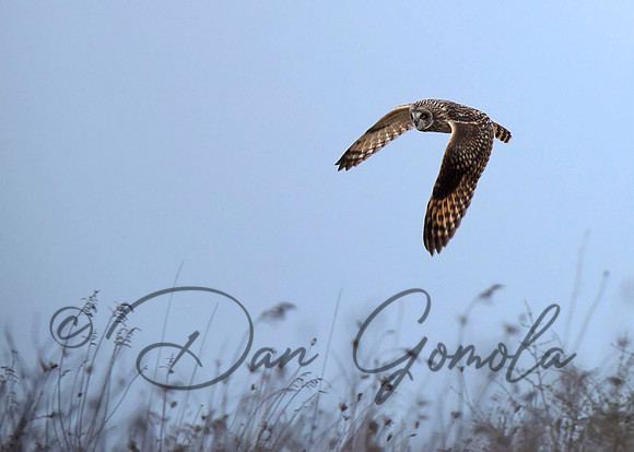 Short-eared Owl