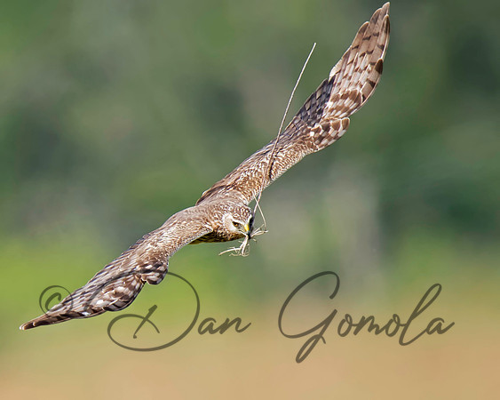 Northern Harrier