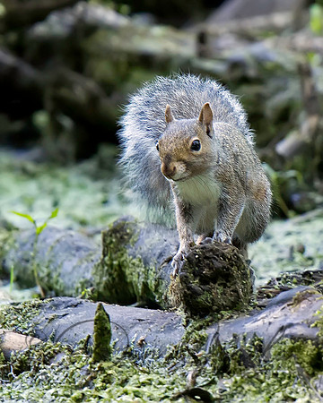 Eastern Gray Squirrel