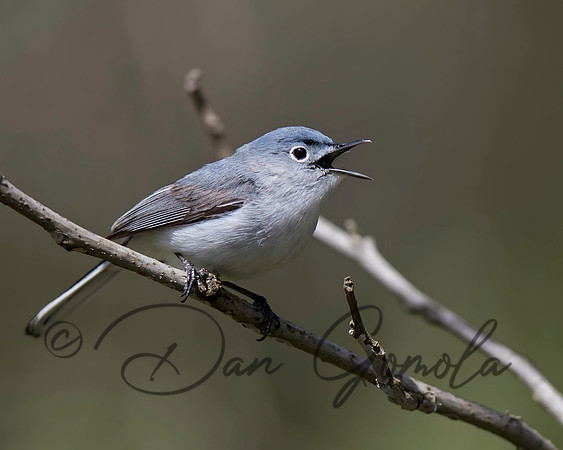 Blue-gray Gnatcatcher