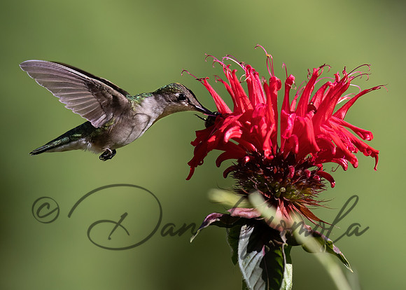Ruby-throated Hummingbird
