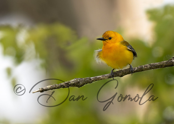 Prothonotary Warbler