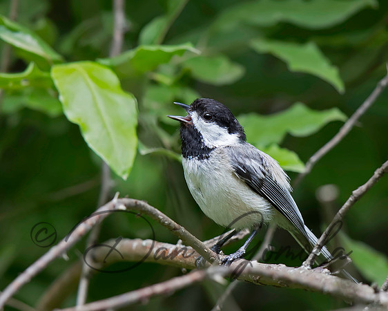 Black-capped Chickadee