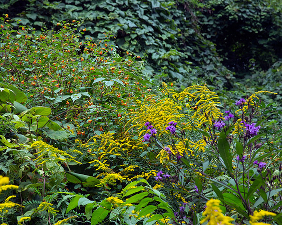 Goldenrod, Touch-me-not