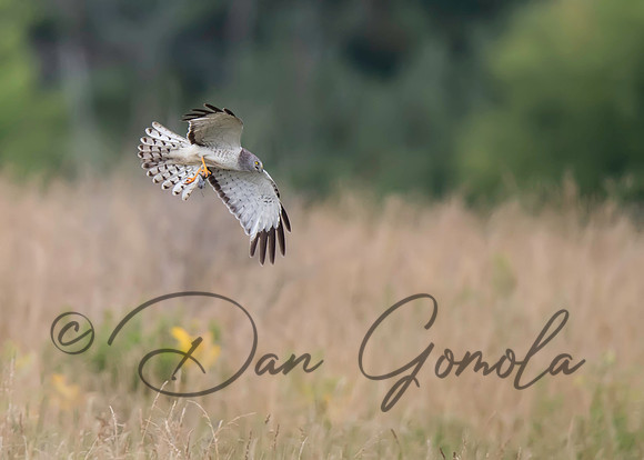 Northern Harrier