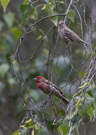 House Finch