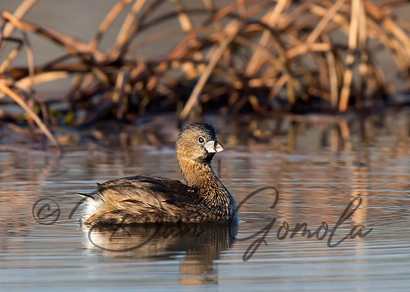 Pied-billed Grebe