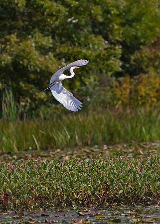 Great Egret