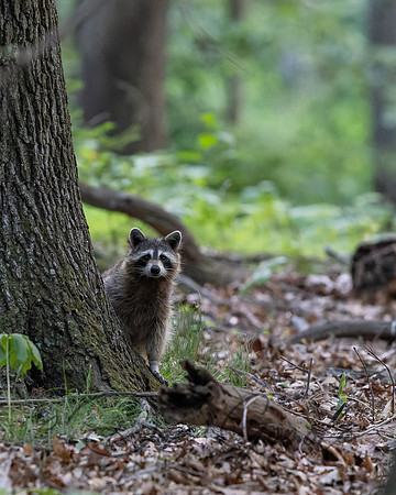 Raccoon