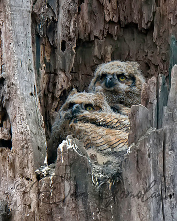 Great Horned Owl