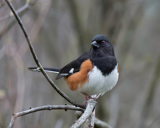 Eastern Towhee