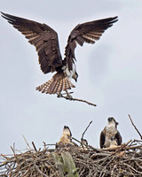 Osprey