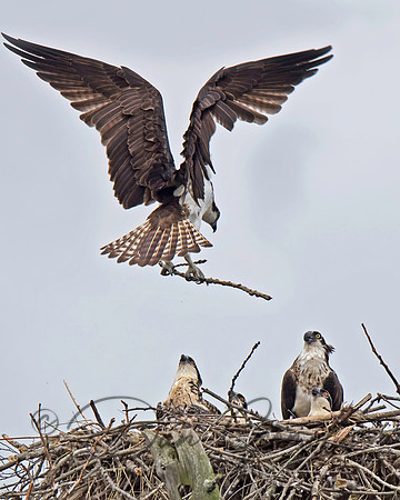 Osprey
