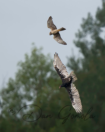 Northern Harrier