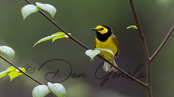 Hooded Warbler