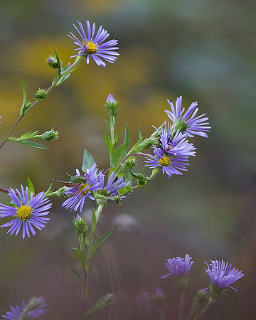 Wild Aster