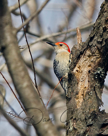 Red-bellied Woodpecker (male)
