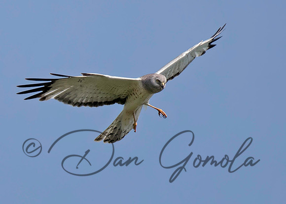 Northern Harrier